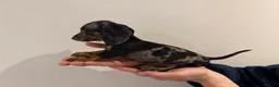 Miniature Dachshund dogs for sale: READY NOW KC Miniature Dachshunds  - Advert 13