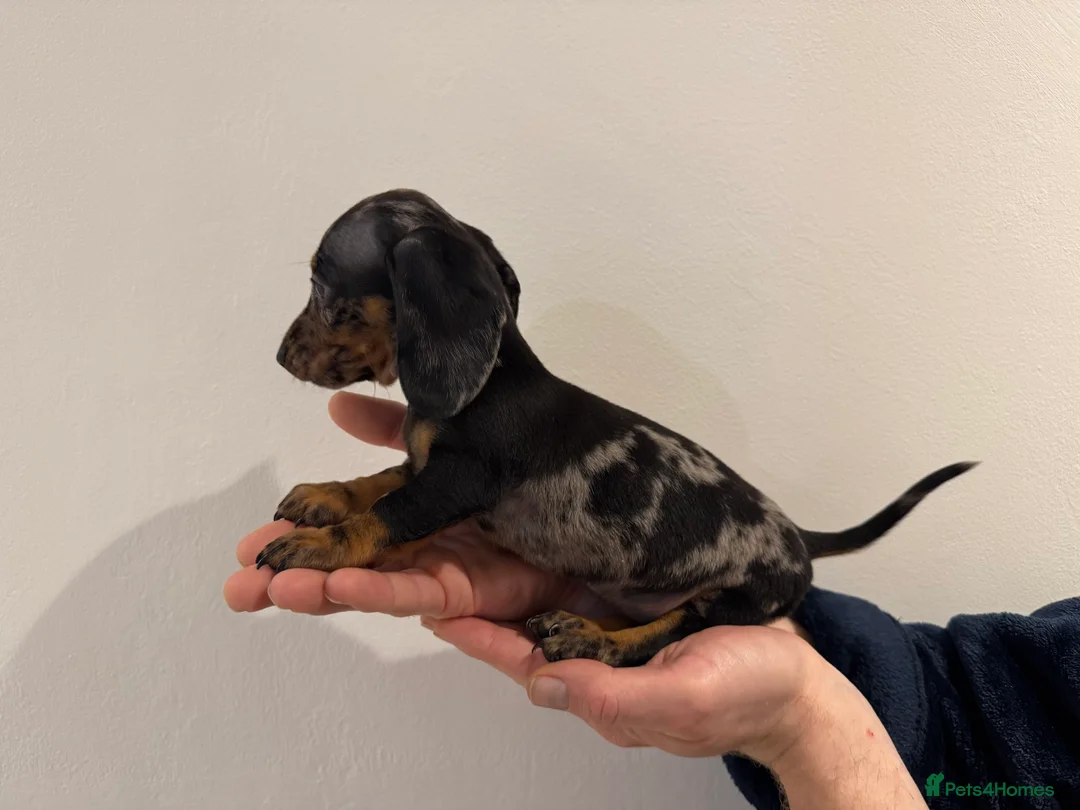 Miniature Dachshund dogs for sale: READY NOW KC Miniature Dachshunds  - Advert 13
