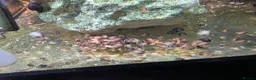 Snails invertebrates for sale: Magenta mystery snails. Pomacea bridgesii  - Advert 2