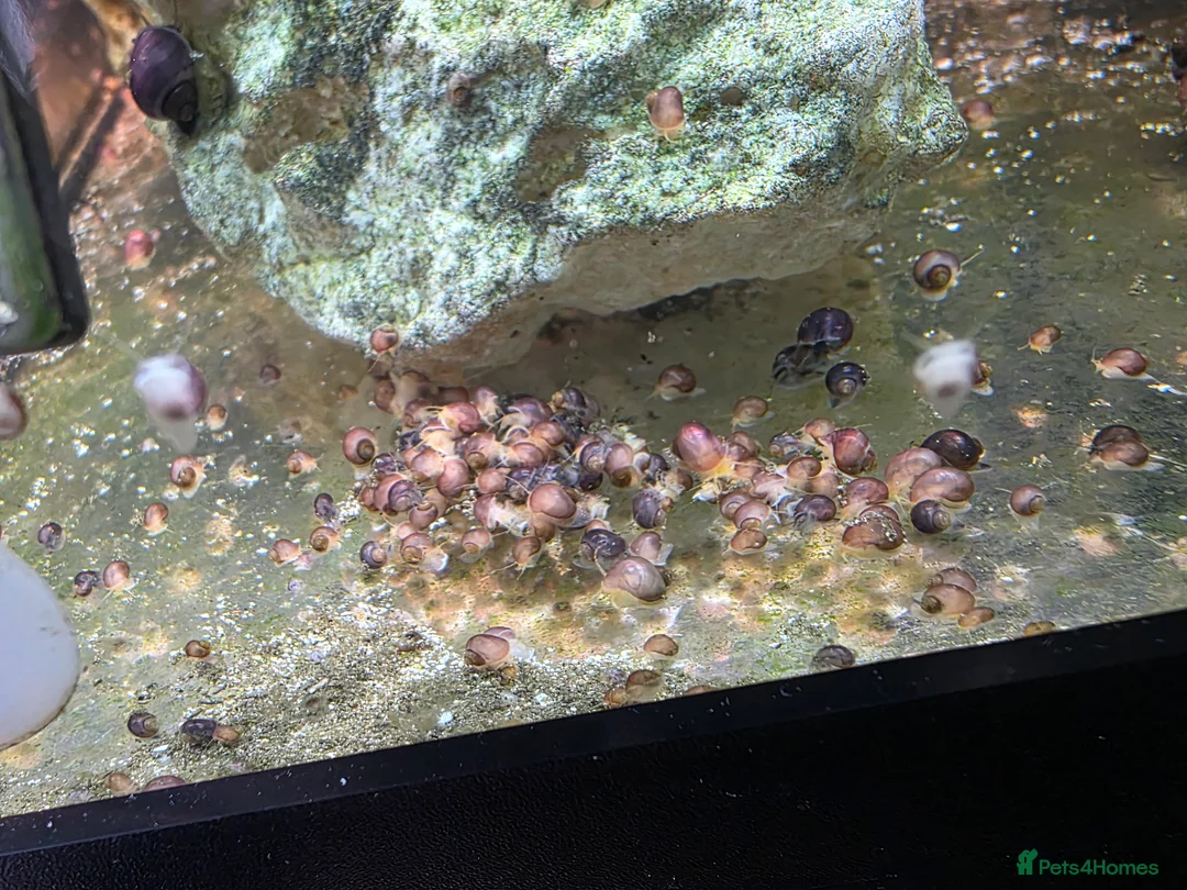 Snails invertebrates for sale: Magenta mystery snails. Pomacea bridgesii  - Advert 2
