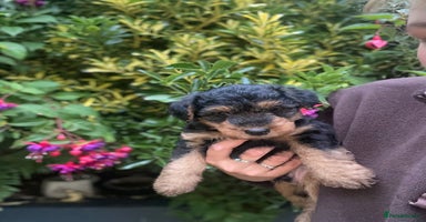 Welsh Terrier dogs - Advert 3