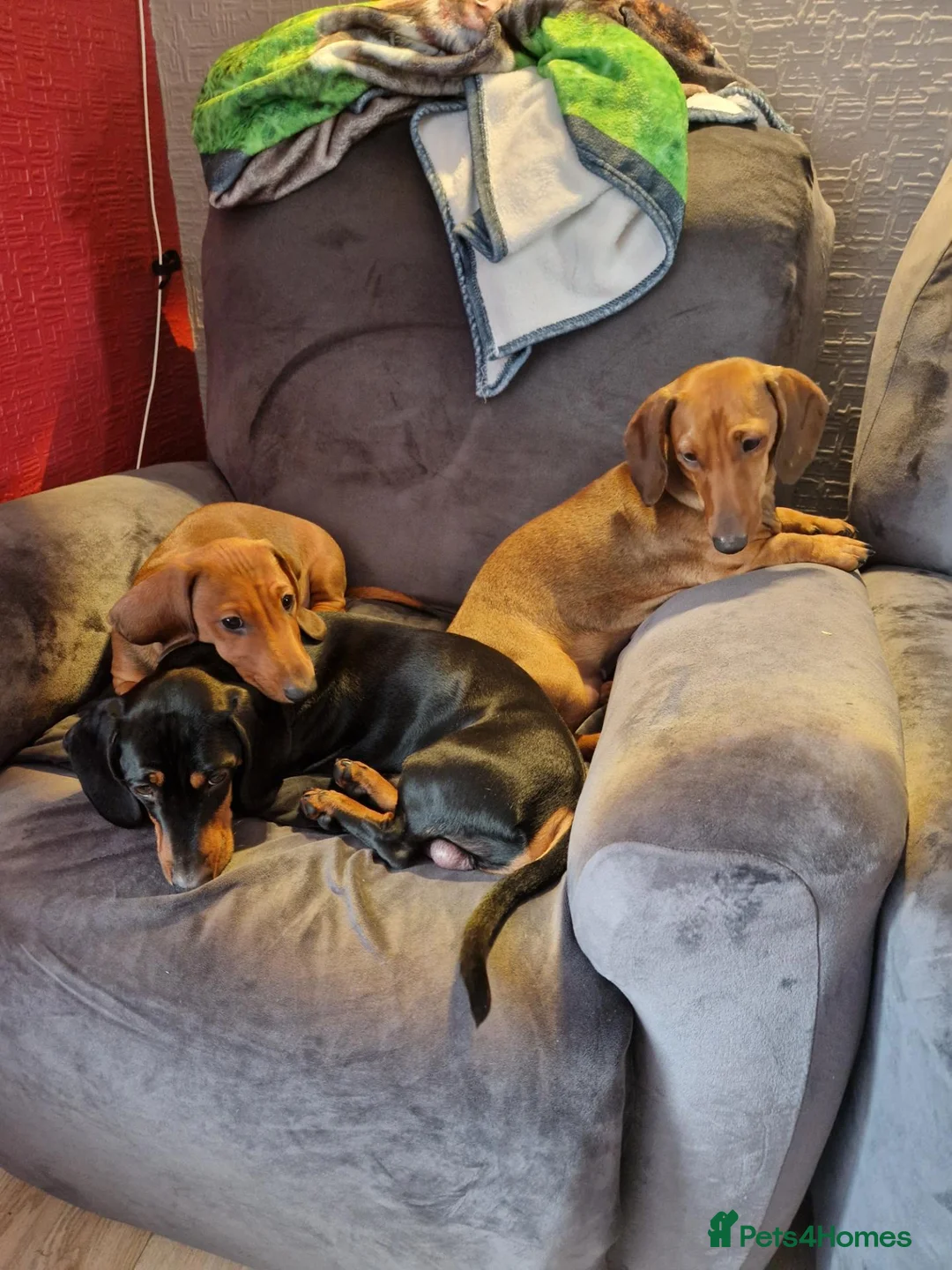 Dachshund dogs for sale: 2 male and 1 female dachshund  - Advert 1