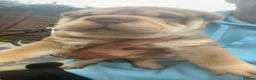 Shar Pei dogs for sale: 7 WEEKS Beautiful KC Registered Shar Pei Puppies - Advert 20