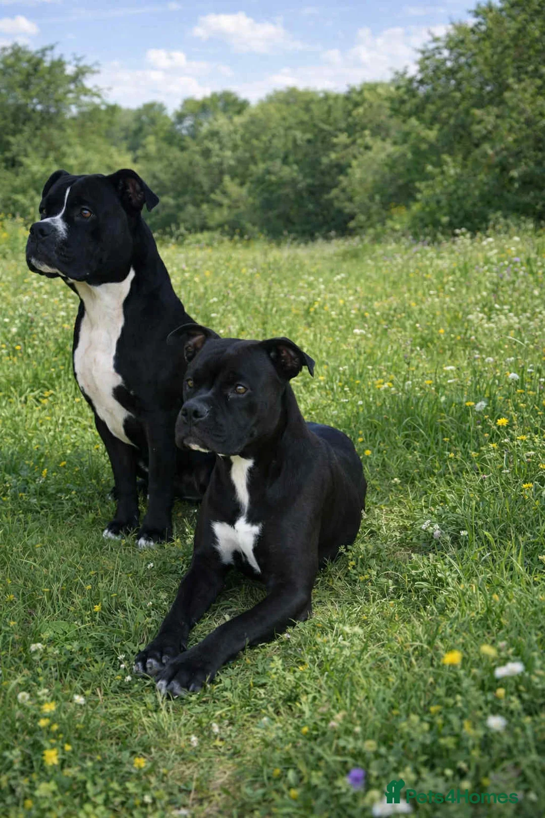 Mixed Breed dogs for adoption: ‼️🚨URGENT🚨‼️ Bili & Bola 💙🐾 - Advert 1