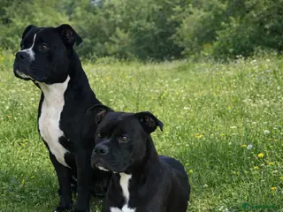 Mixed Breed dogs ‼️🚨URGENT🚨‼️ Bili & Bola 💙🐾 - Advert 14