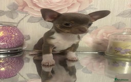 Chihuahua dogs for sale: Ready now ***Lilac girls - Image 31