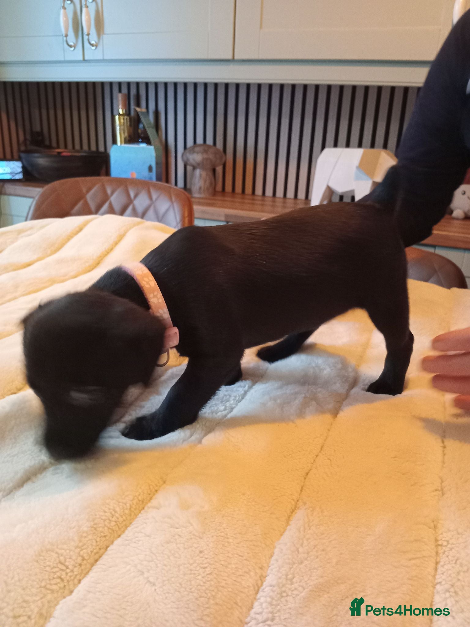 Patterdale Terrier dogs   nuttall and brae buck Patterdale Terrier pups - Advert 2