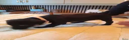 Patterdale Terrier dogs for sale:   nuttall and brae buck Patterdale Terrier pups - Advert 2