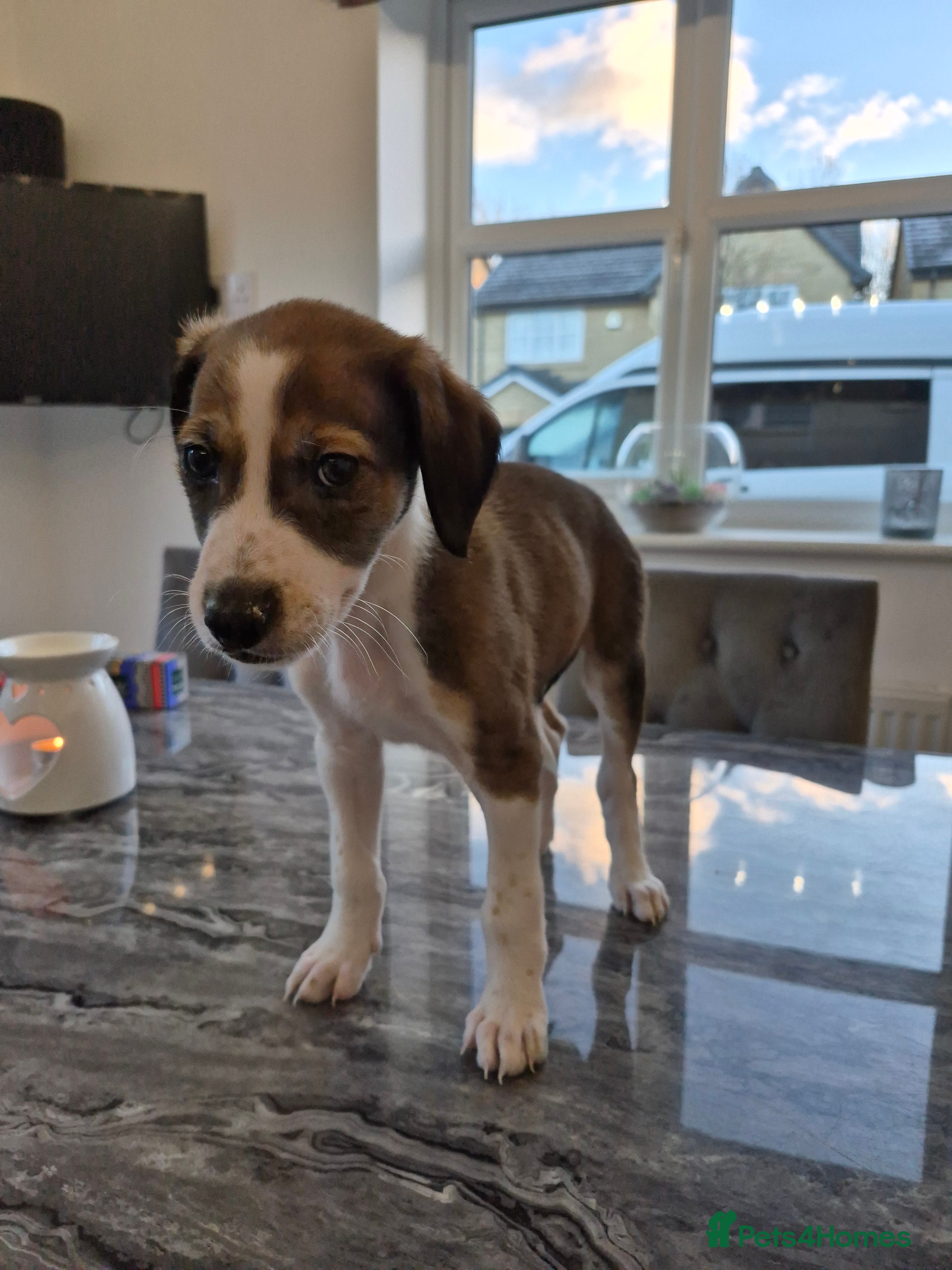 Lurcher dogs Last lurcher boy left - Advert 4