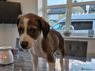 Lurcher dogs Last lurcher boy left - Advert 4