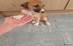 Mixed Breed dogs for sale: Lurcher puppies  - Image 9