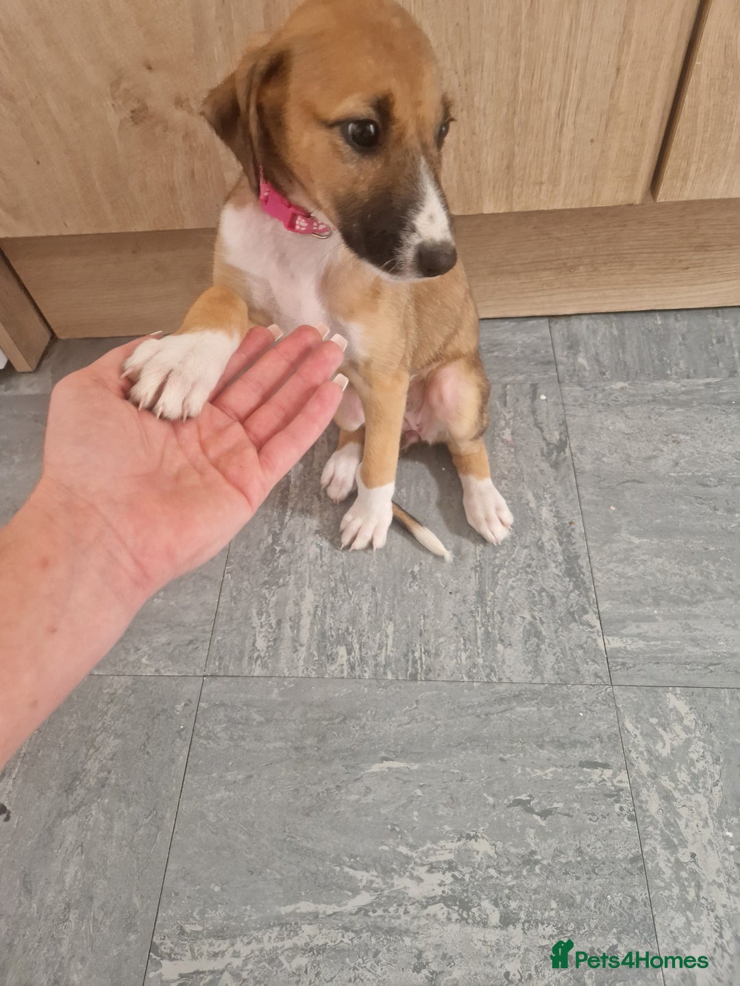 Mixed Breed dogs for sale: Lurcher puppies  - Image 9