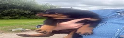 Rottweiler dogs for sale: Stunning KC Registered Rottweilers - Advert 4