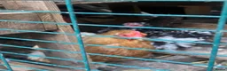 Chickens poultry for sale: Flock of lovely bantams  in London - Advert 2