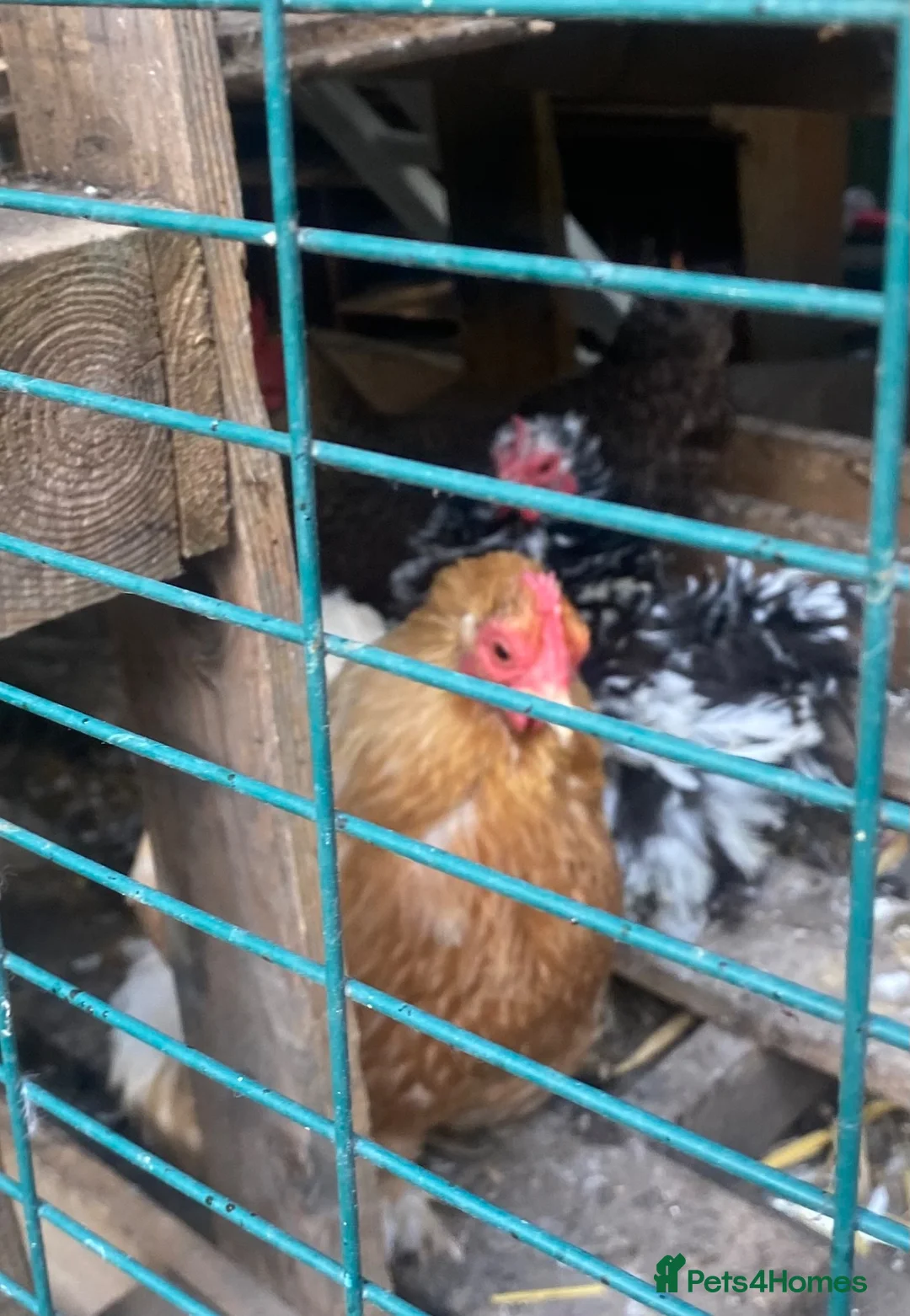 Chickens poultry for sale: Flock of lovely bantams  in London - Advert 2