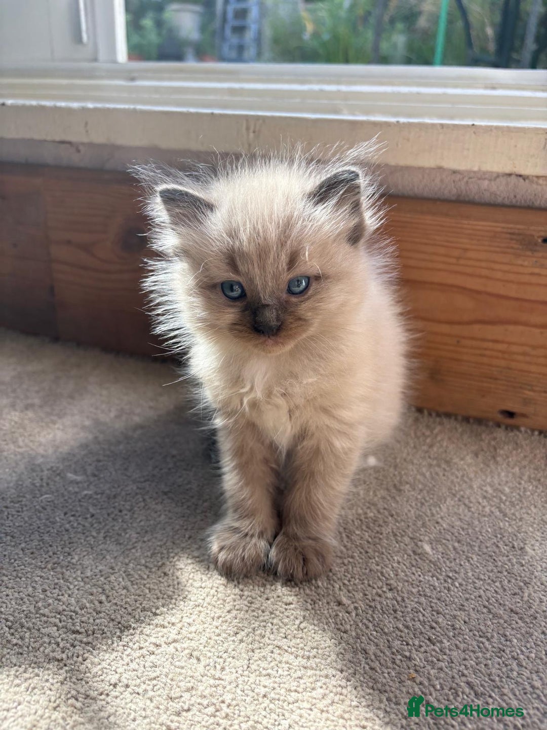Ragdoll cats for sale: Pedigree Mink Ragdoll kittens  - Image 10