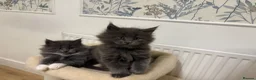 Maine Coon cats for sale: Beautiful full Maine Coon kittens  - Advert 8