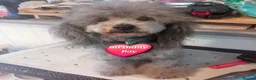 Toy Poodle dogs for stud: FULL PEDIGREE SILVER TOY POODLE FOR STUD/FOR SALE - Advert 4