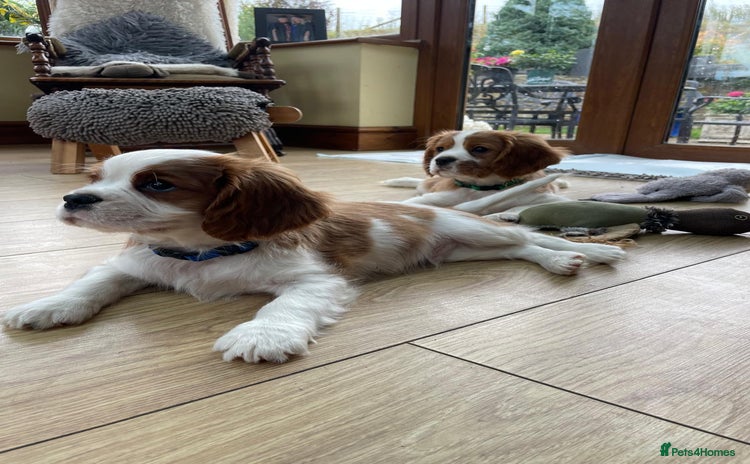 Cavalier King Charles Spaniel dogs - Advert 12