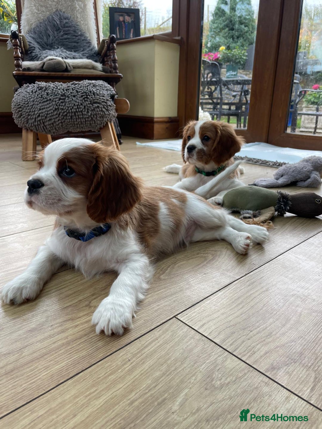 Cavalier King Charles Spaniel dogs for sale: Gorgeous Cavalier king charles puppies for sale - Image 1