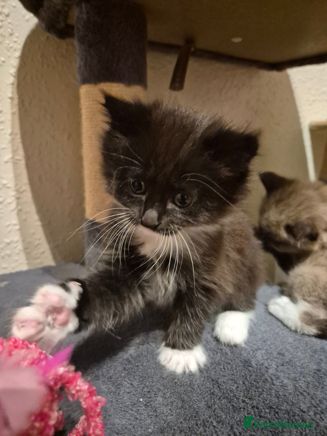 Mixed Breed cats for sale: Half Ragdoll kittens  - Advert 11