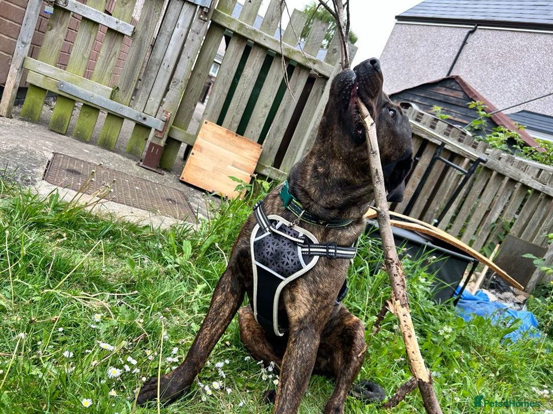 Mixed Breed dogs for sale: Maxiboy  - Image 2