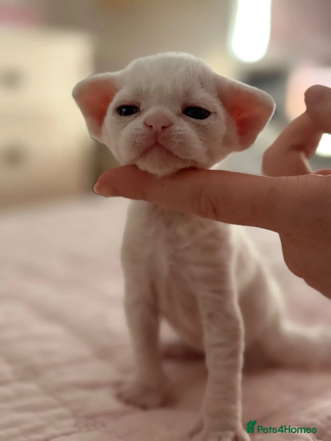 Devon Rex cats for stud: Superb Proven Devon Rex Stud  - Advert 2