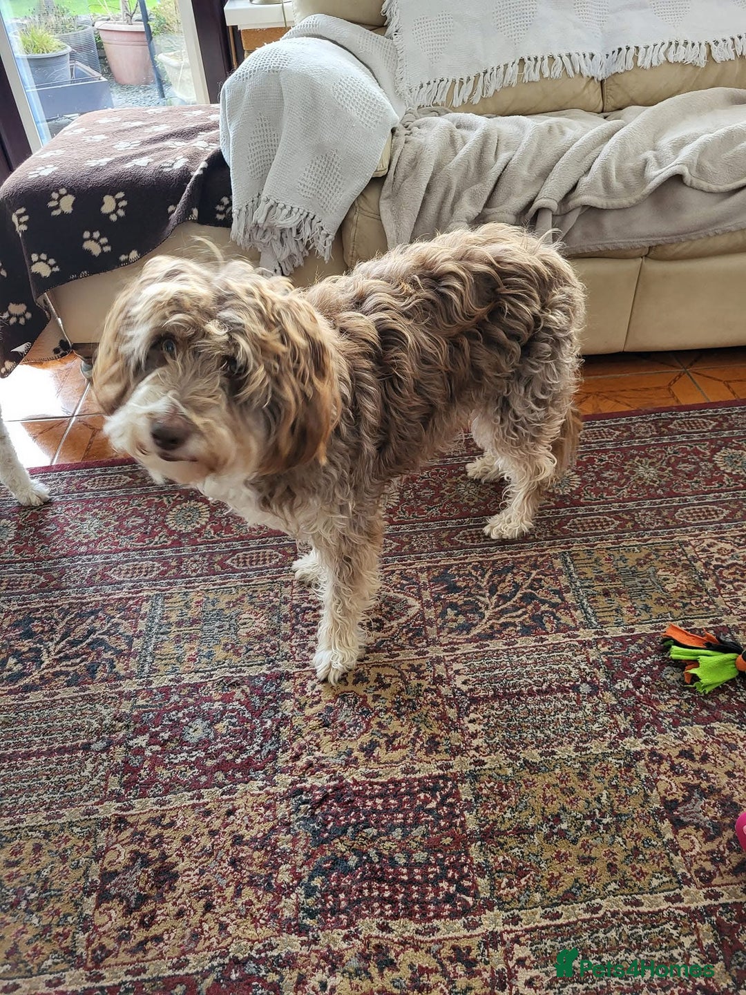 Bordoodle dogs for sale: F1 & F1b Bordoodle pups expected - Advert 30