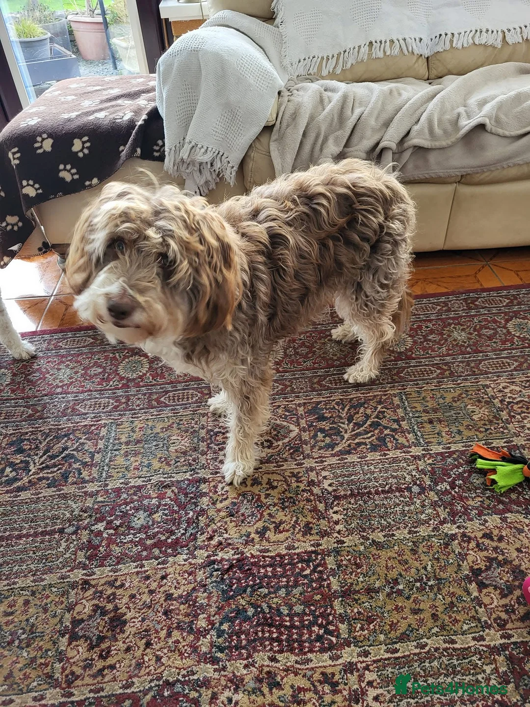 Bordoodle dogs for sale: F1 & F1b Bordoodle pups expected - Advert 30