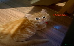 Mixed Breed cats for sale: Beautiful kittens for sale ~ 4 ginger, 1 tortie - Image 2
