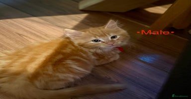 Mixed Breed cats - Advert 5