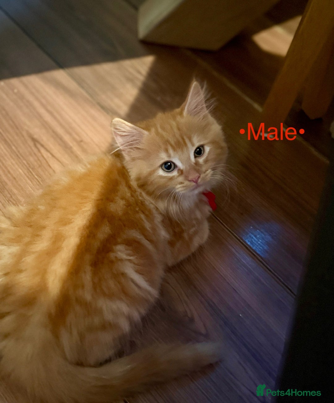Mixed Breed cats for sale: Beautiful kittens for sale ~ 4 ginger, 1 tortie - Image 2