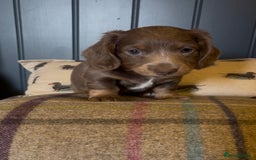 Miniature Dachshund dogs for sale: Gorgeous short & Long haired boys - Image 11