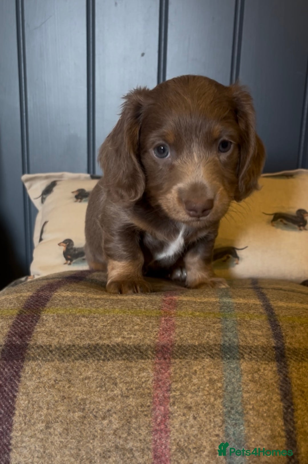 Miniature Dachshund dogs for sale: Gorgeous short & Long haired boys - Image 11