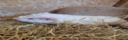Guinea Pig rodents for sale: Teddy male guinea pigs  - Advert 3