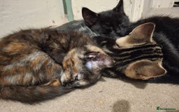 Mixed Breed cats for sale: Kittens for sale! - Advert 2