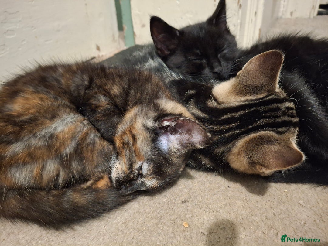 Mixed Breed cats for sale: Kittens for sale! - Advert 2