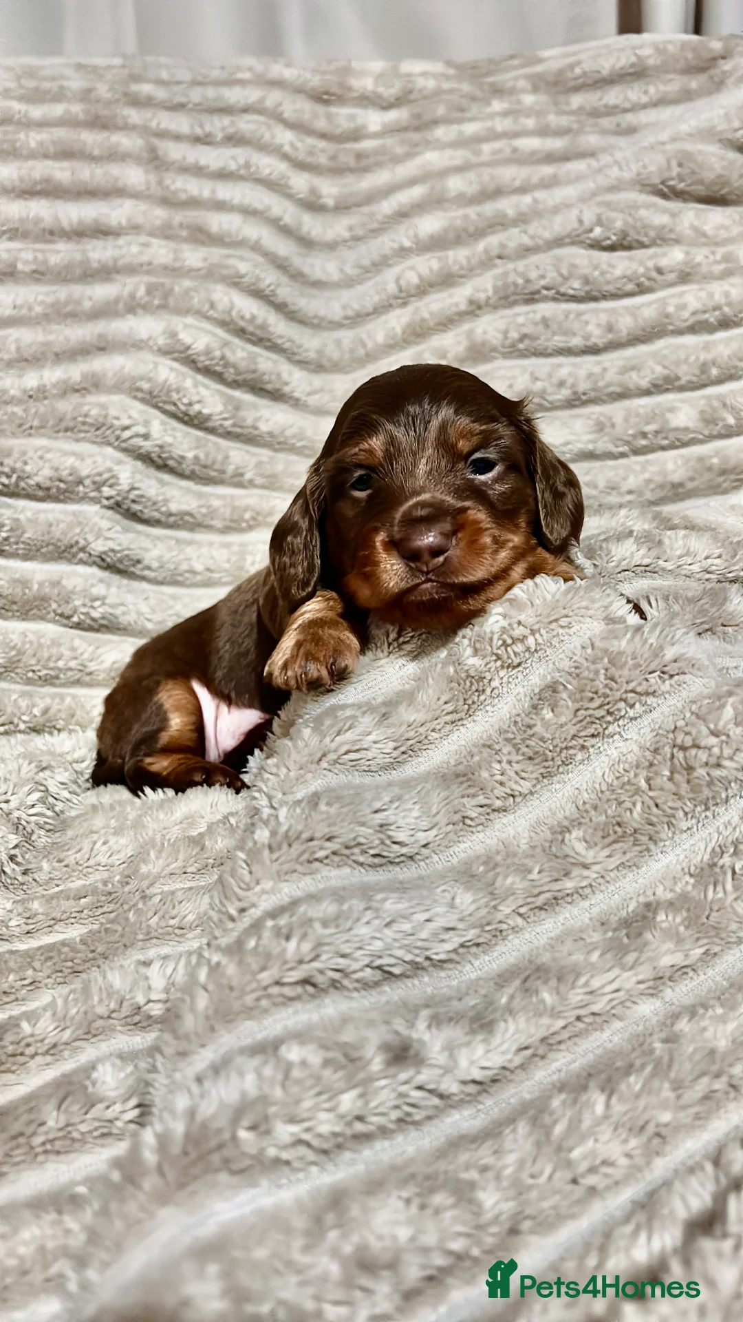 Miniature Dachshund dogs for sale: 1 female miniature long haired dachshund PRA clear - Advert 3
