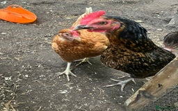 Chickens poultry for sale: FREE 2 month old Bantam cockerel. 3 layers £20 EAC - Image 2