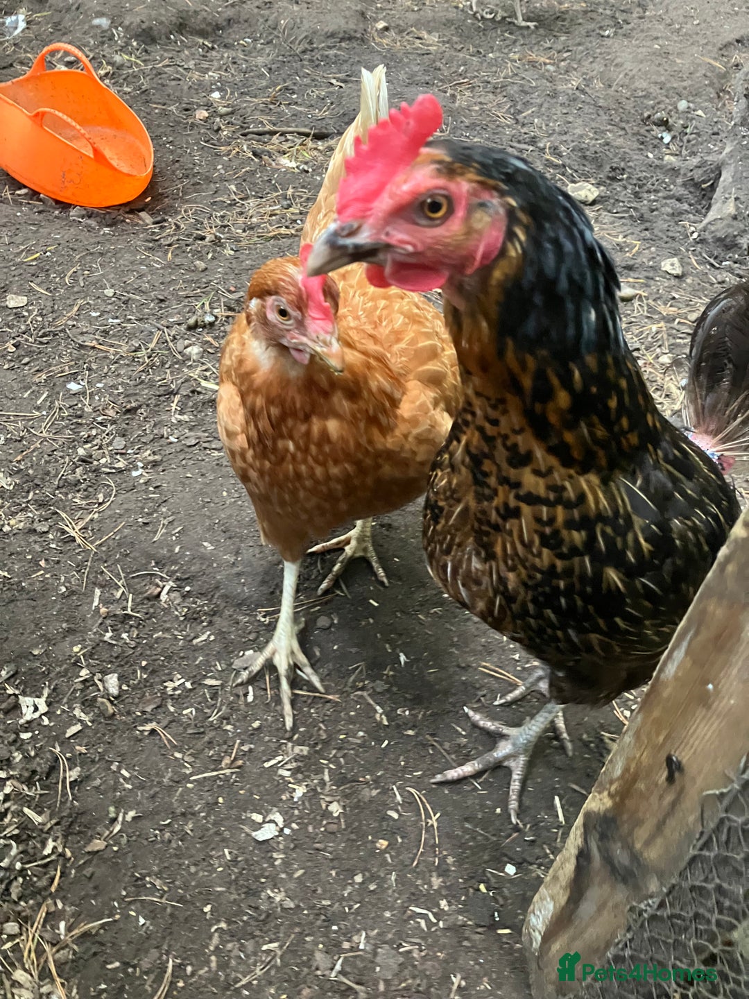 Chickens poultry for sale: FREE 2 month old Bantam cockerel. 3 layers £20 EAC - Image 2