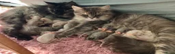 Maine Coon cats for sale: Confident & cuddly Maine coon kitts  - Advert 14