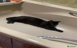 Mixed Breed cats for sale: Cats for sale  - Image 1