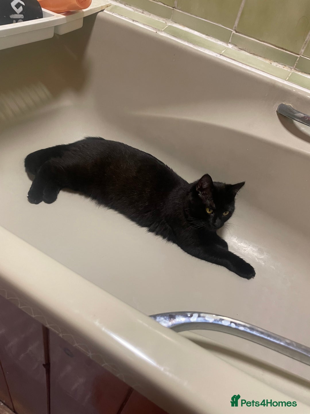 Mixed Breed cats for sale: Cats for sale  - Image 1