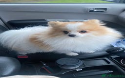 Pomeranian dogs for sale: Beautiful mix of Russian/Chi Tien Pomeranian Pups - Image 14