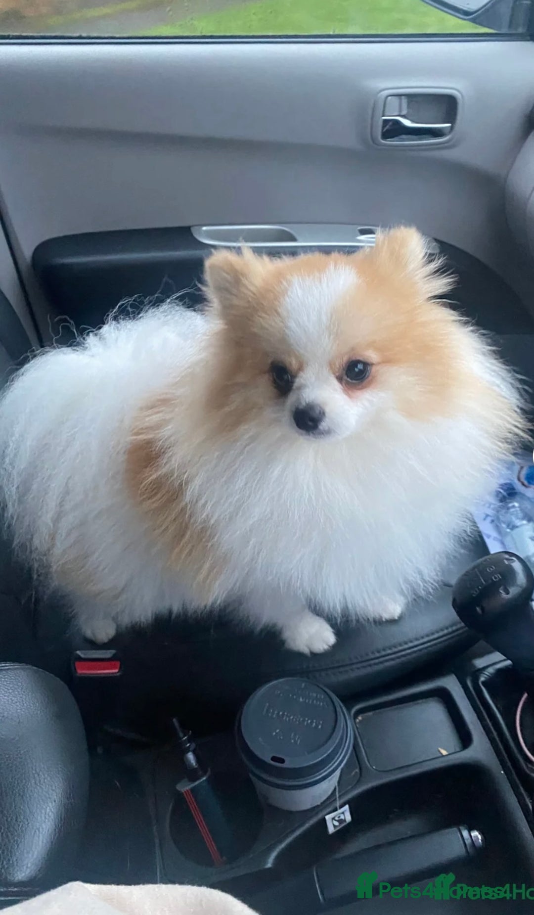 Pomeranian dogs for sale: Beautiful mix of Russian/Chi Tien Pomeranian Pups - Image 14