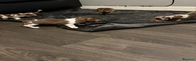 Miniature Dachshund 1