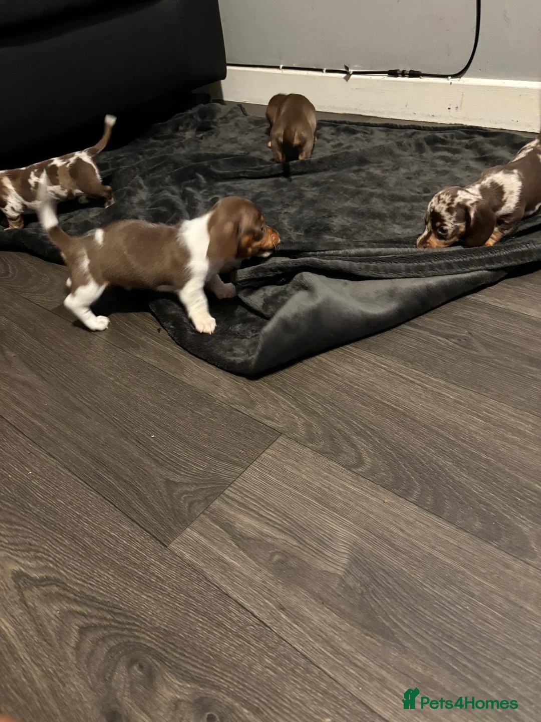 Miniature Dachshund dogs for sale: Beautiful miniature long haired dachshund  in Witham - Advert 2