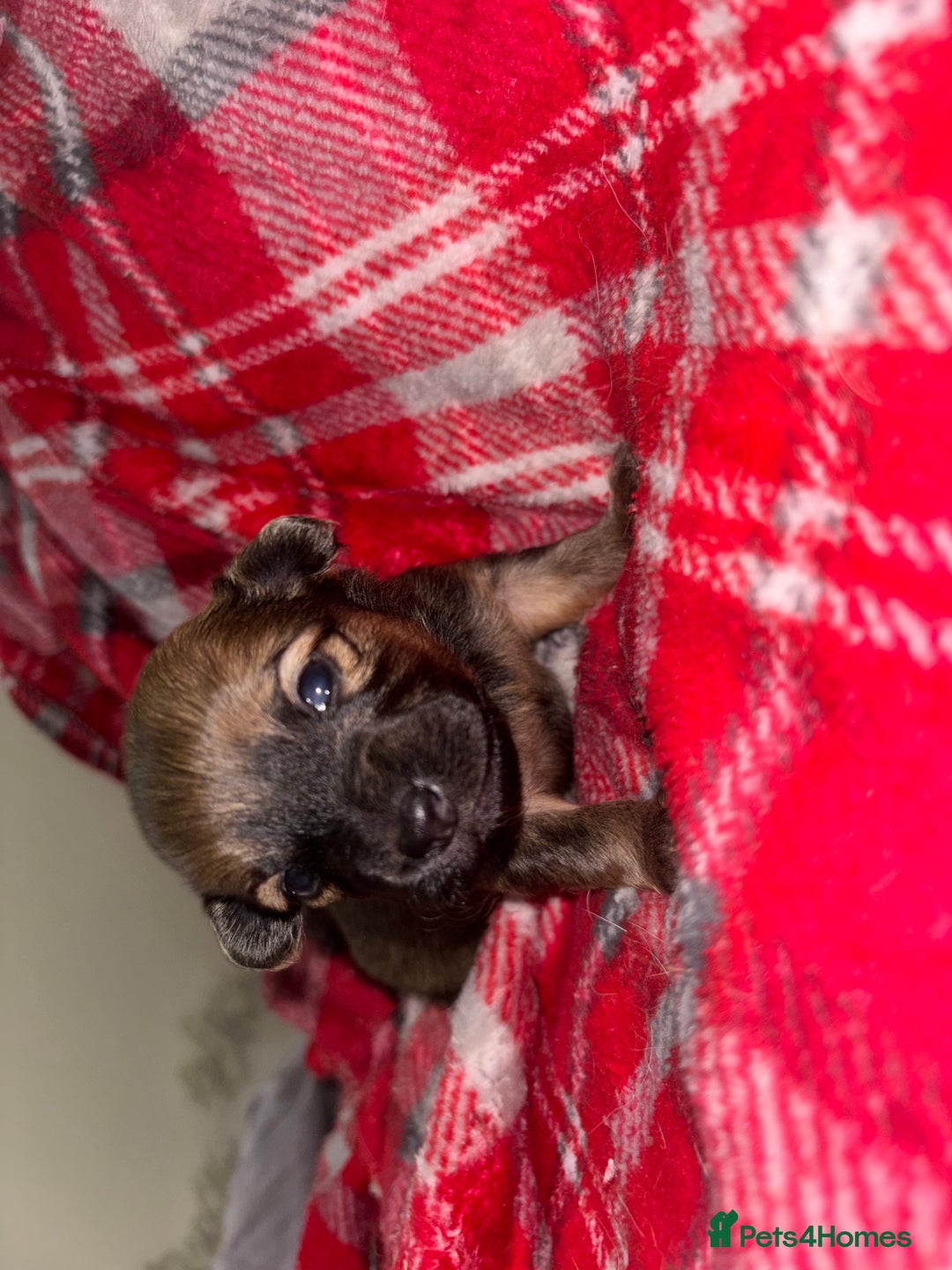 Chihuahua dogs for sale: Merle Chihuahuas 🩵 🩷 3 boys 2 girls available  - Advert 16