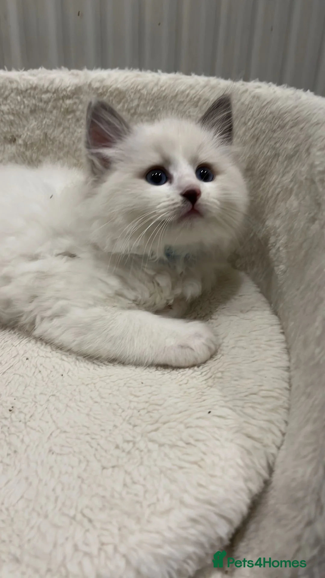 Ragdoll cats for sale: Gorgeous Blue Point Ragdoll Kittens 🐾  - Advert 7