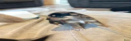 Mixed Breed dogs for sale: Staffy x husky puppies READY TO LEAVE - Advert 14
